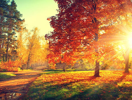 Photo of a walking trail with trees on a sunny fall day.