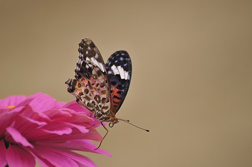 Butterfly on Flower