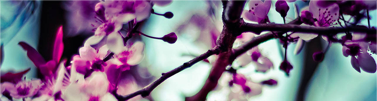 Tree Flowers